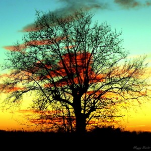 arbre